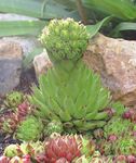 foto Sierplanten Rosularia vetplanten , licht groen