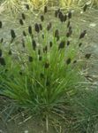 フォト 観賞植物 青湿原、草 コーンフレーク (Sesleria), 緑色