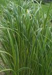 Spartina, Prairie Cord Grass