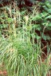 фотографија Украсне Биљке Спартина, Праирие Кабл Трава житарице (Spartina), светло-зелен