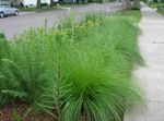 フォト 観賞植物 Sporobolus、草原ドロップシード コーンフレーク , 緑色