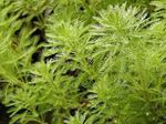 foto Le piante ornamentali Pappagallo Piuma, Millefoglie D'acqua Parrotfeather acquatici (Myriophyllum), verde