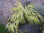 Photo des plantes décoratives Hakone Herbe, Forêt Japonaise Herbe des céréales (Hakonechloa), panaché