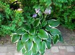 Photo Plantain lily leafy ornamentals (Hosta), multicolor