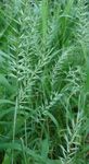 foto Le piante ornamentali Erba Bottlebrush graminacee (Hystrix patula), verde