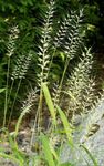fénykép Dísznövény Bottlebrush Fű gabonafélék (Hystrix patula), világos zöld
