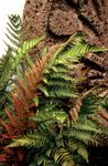 Nuotrauka Dekoratyviniai Augalai Vyras Papartis, Skydas Papartis, Rudenį Papartis paparčiai (Dryopteris), raudonas