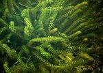 Anacharis, Kanadai Elodea, Amerikai Waterweed, Oxigén Füvet