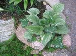 Photo Ornamental Plants Siberian Bugloss, False Forget-Me-Not, Perennial Forget-Me-Not leafy ornamentals (Brunnera), green