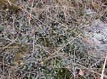 Foto Dekoratiivtaimede Uus-Meremaa Messing Nupud lehtköögiviljad ilutaimed (Cotula leptinella, Leptinella squalida), hõbedane
