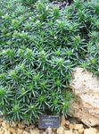 foto Le piante ornamentali Lithodora Zahnii ornamentali a foglia , verde