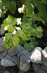 φωτογραφία Διακοσμητικά φυτά Διπλή Columbine διακοσμητικό-φυλλοβόλα (Aquilegia-x-hybrida), ποικιλόχρωμος