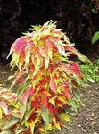 fotoğraf Joseph Ceket, Çeşme Bitki, Yaz Poinsettia, Tampala, Çince Ispanak, Bitkisel Amarant, Een Choy yapraklı süs (Amaranthus-Tricolor), çok renkli