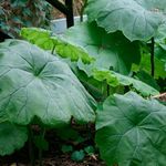 Foto Dekoratiivtaimede Parasollblad, Shieldleaf Rogeri Lill lehtköögiviljad ilutaimed (Astilboides-tabularis), roheline