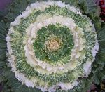 fotografie Dekorativní rostliny Kvetoucí Zelí, Kapusta Okrasných, Collard, Cole dekorativní-listnaté (Brassica oleracea), bílá