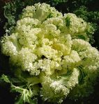 kuva Koristekasvit Kukinnan Kaali, Koriste Lehtikaali, Collard, Cole koristelehtikasvit (Brassica oleracea), keltainen