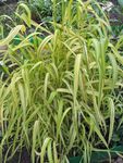 სურათი დეკორატიული მცენარეები Bowles ოქროსფერი ბალახის, ოქროს ფეტვი ბალახის, ოქროს ხის ფეტვი მარცვლეული (Milium effusum), მრავალფერიანი