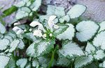 fénykép Dísznövény Árvacsalán, Foltos Árvacsalán leveles dísznövények (Lamium-maculatum), fehér
