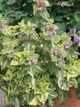 foto Plantas Ornamentais Urtiga Morta, Manchado Provocação Inoperante plantas ornamentais folhosos (Lamium-maculatum), multicolorido