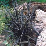 Фото Сәндік өсімдіктер Жалпақ Ұшты (Landyshnik) Ofiopogon сәндік және жапырақты (Ophiopogon), күміс