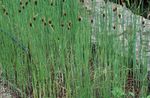 Foto Prydplanter Bredbladet Cattail, Dunhammer, Cossack Asparges, Flag, Reed Mace, Dværg Cattail, Yndefuld Cattail vandplanter (Typha), grøn