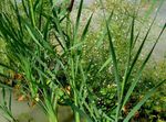 Photo Ornamental Plants Broadleaf Cattail, Bulrush, Cossack Asparagus, Flags, Reed Mace, Dwarf Cattail, Graceful Cattail aquatic plants (Typha), green