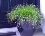 Fil Dekorativa Växter Fiberoptiska Gräs, Salt Marsh Säv vattenväxter (Isolepis cernua, Scirpus cernuus), grön