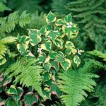 Фото Декоративные Растения Хауттюйния декоративно-лиственные (Houttuynia), разноцветный