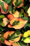 Фото Декоративные Растения Хауттюйния декоративно-лиственные (Houttuynia), зеленый