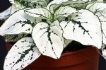 fotografie Dekoratívne rastliny Polka Dot Závod, Peha Tvár dekoratívne a listnaté (Hypoestes), biely