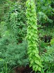 Foto Dekoratiivtaimede Dioskoorea Caucasica lehtköögiviljad ilutaimed (Dioscorea caucasica), roheline
