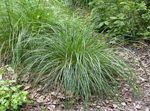 Fil Dekorativa Växter Tuftade Hairgrass (Gyllene Hairgrass) säd (Deschampsia caespitosa), ljus-grön