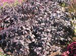 foto Sierplanten Alternanthera lommerrijke sierplanten , bordeaux, claret