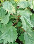 fotografija Okrasne Rastline False Koprive, Japonski Boehmeria okrasna listnata , zelena