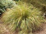 キジの尾草、羽の草、ニュージーランド風の草