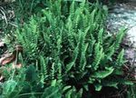 Fil Dekorativa Växter Woodsia ormbunkar , grön