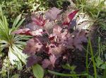 Photo Ornamental Plants Heuchera, Coral flower, Coral Bells, Alumroot leafy ornamentals , burgundy,claret