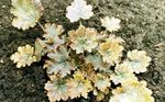 Foto Dekoratīvie Augi Heuchera, Koraļļu Ziedu, Koraļļu Zvaniņi, Alumroot lapu dekoratīvie augi , dzeltens