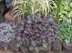 Fil Dekorativa Växter Heuchera, Korall Blomma, Korall Klockor, Alumroot dekorativbladiga , violett