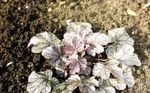 foto Le piante ornamentali Heuchera, Fiore Di Corallo, Le Campane Di Corallo, Alumroot ornamentali a foglia , d'oro