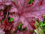 Photo des plantes décoratives Heuchera, Fleur De Corail, Cloches De Corail, Alumroot les plantes décoratives et caduques , rouge