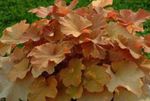 foto Le piante ornamentali Heuchera, Fiore Di Corallo, Le Campane Di Corallo, Alumroot ornamentali a foglia , marrone