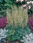 fotografie Dekorativní rostliny Heuchera, Korálový Květina, Korálové Zvony, Alumroot dekorativní-listnaté , zelená