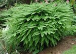 სურათი დეკორატიული მცენარეები ჩრდილოეთ Maidenhair გვიმრა, ხუთი თითი გვიმრა, ხუთი თითით Maidenhair, ამერიკული Maidenhair გვიმრები (Adiantum), მწვანე