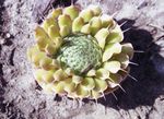 foto Le piante ornamentali Caps Da Somaro ornamentali a foglia (Orostachys), giallo