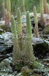 φωτογραφία Διακοσμητικά φυτά Καλύμματα Ηλίθιου Του διακοσμητικό-φυλλοβόλα (Orostachys), φως-πράσινος
