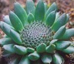 φωτογραφία Διακοσμητικά φυτά Καλύμματα Ηλίθιου Του διακοσμητικό-φυλλοβόλα (Orostachys), πράσινος
