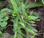 Foto Dekorative Pflanzen Blechnum farne , grün