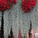 Фото Декоративні Рослини Діхондра декоративно-листяні (Dichondra argentea), сріблястий
