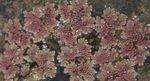 Фото Сәндік өсімдіктер Azolla (Масалардың Қырыққұлақ) су , күрең